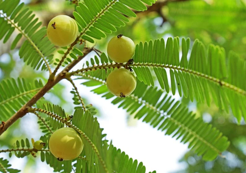 Indian Gooseberry Fruit Tree Seeds