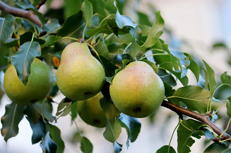 European Pear Tree Fruit Seeds