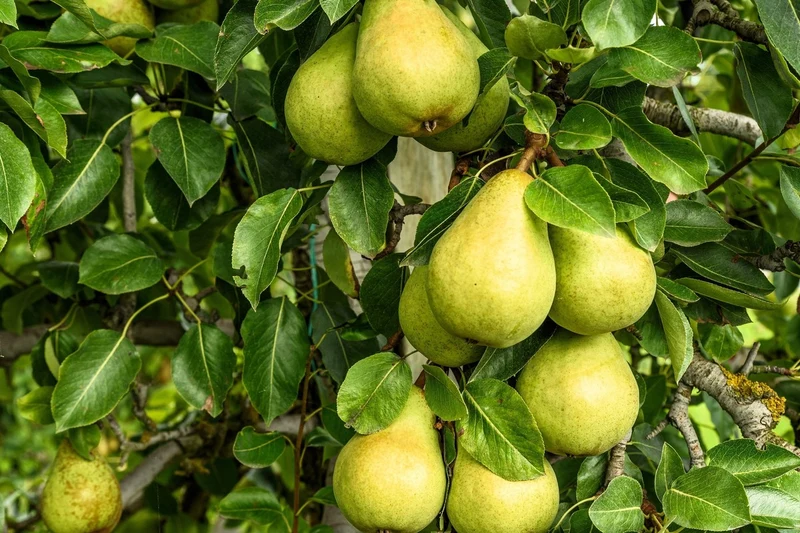 European Pear Tree Fruit Seeds
