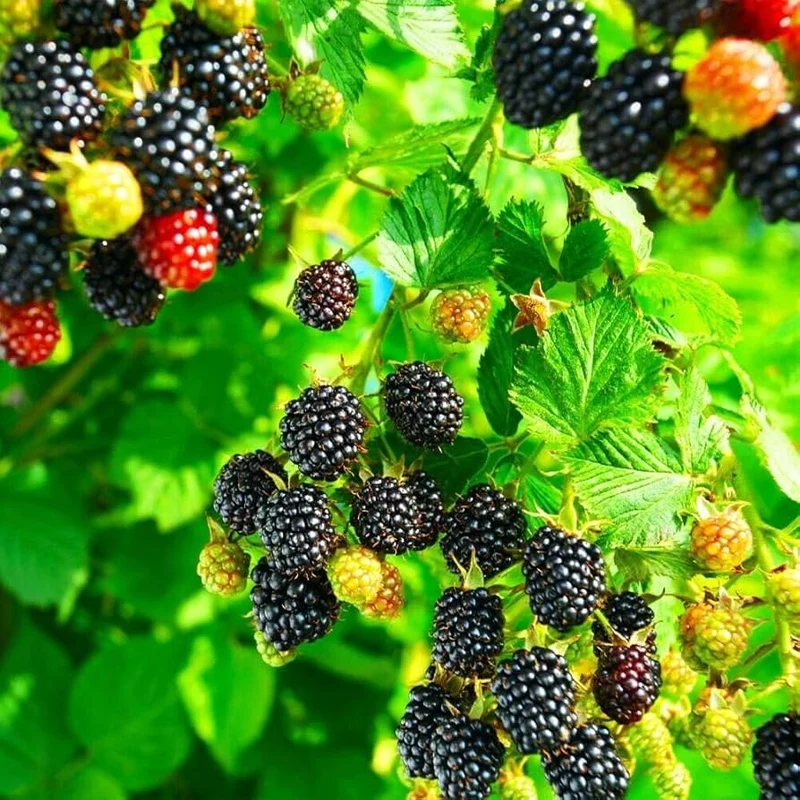 Trailing Blackberry Fruit Seeds