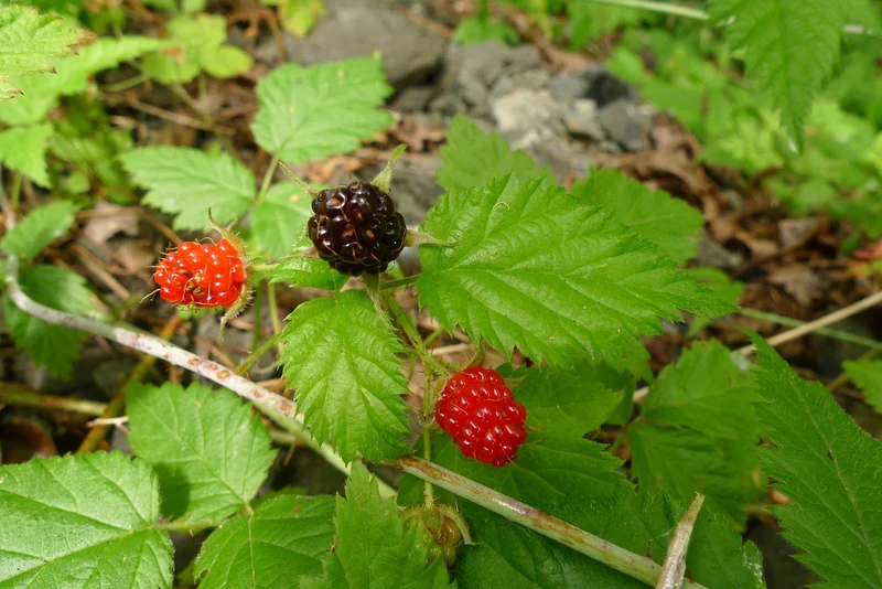 Trailing Blackberry Fruit Seeds