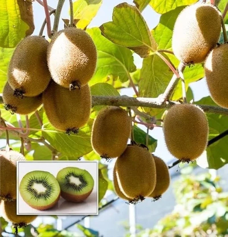 Kiwi Fruit Vine Seeds