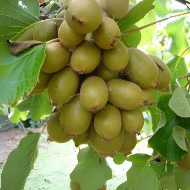 Kiwi Fruit Vine Seeds