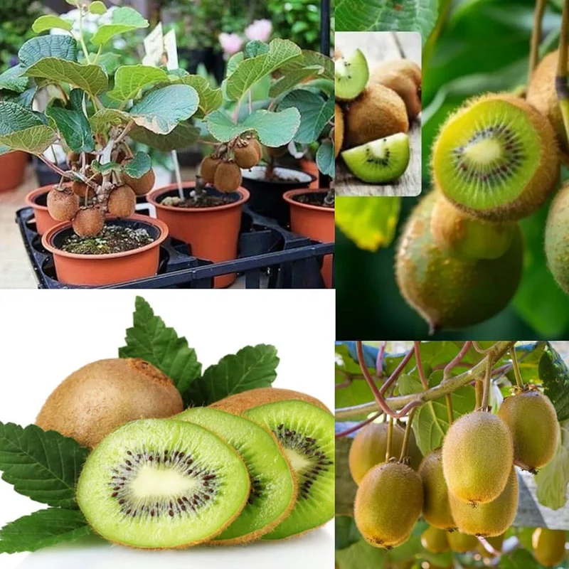 Kiwi Fruit Vine Seeds