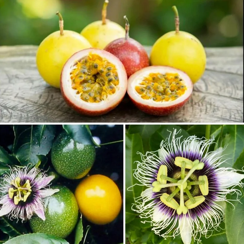 Yellow Passion Fruit Vine Seeds