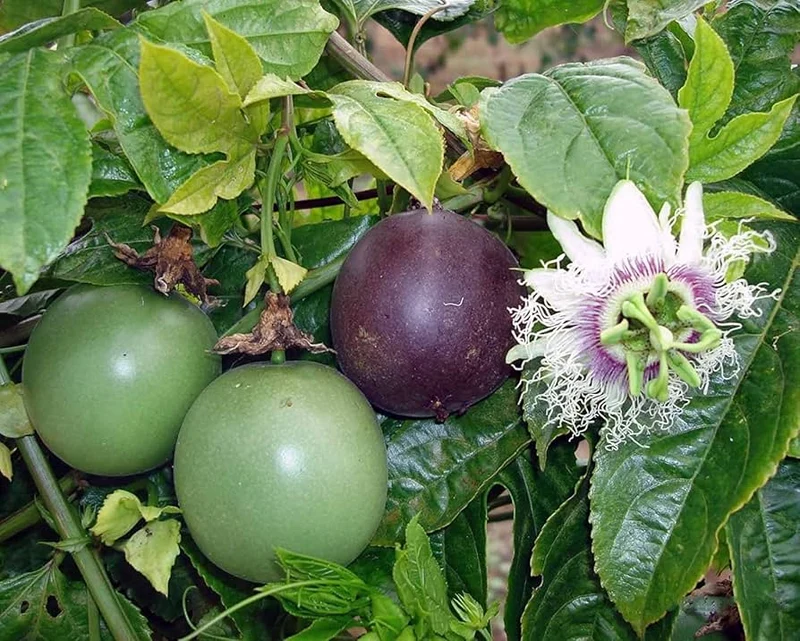 Yellow Passion Fruit Vine Seeds