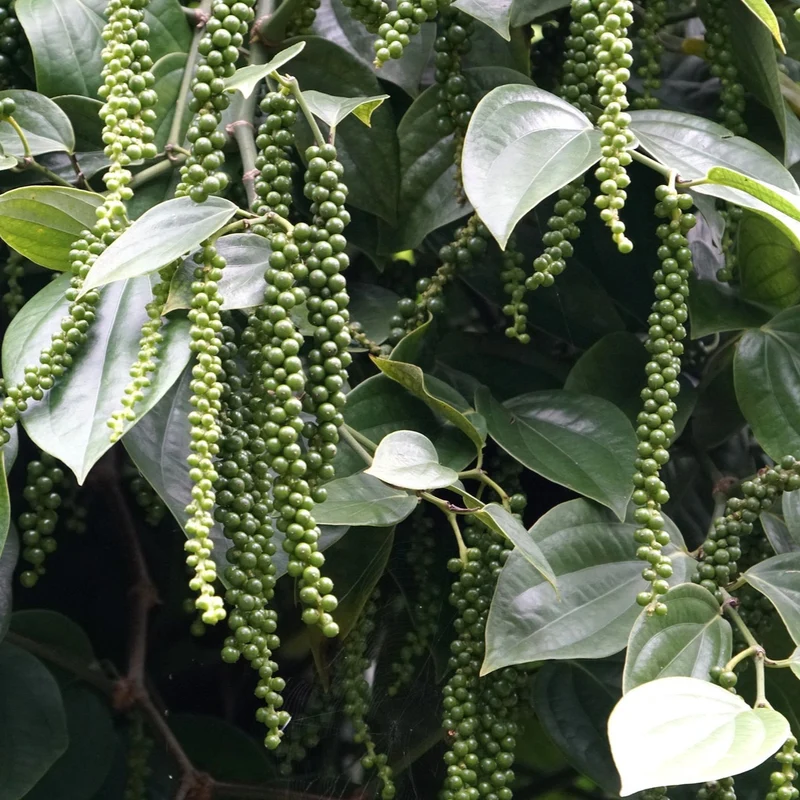 Black Peppercorn Vine Seeds – Premium Piper Nigrum Seeds for Spice Gardens & Home Growing