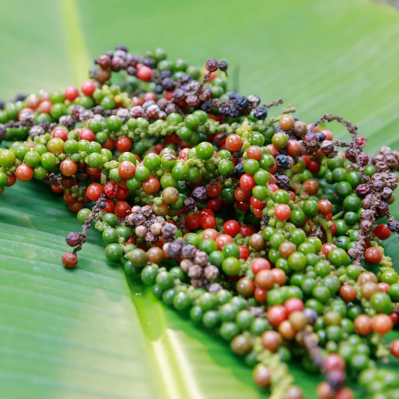Black Peppercorn Vine Seeds – Premium Piper Nigrum Seeds for Spice Gardens & Home Growing