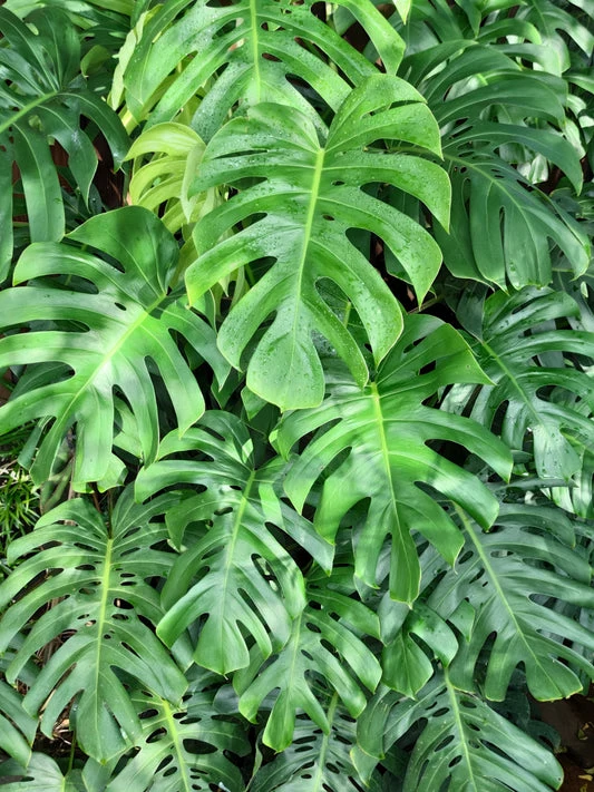 Split Leaf Philodendron Vine Seeds – Organic Tropical Foliage Variety for Home & Garden