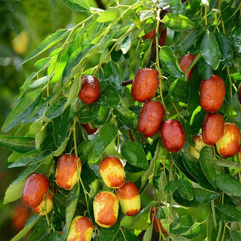 Asian Date Jujube Fruit Tree Seeds