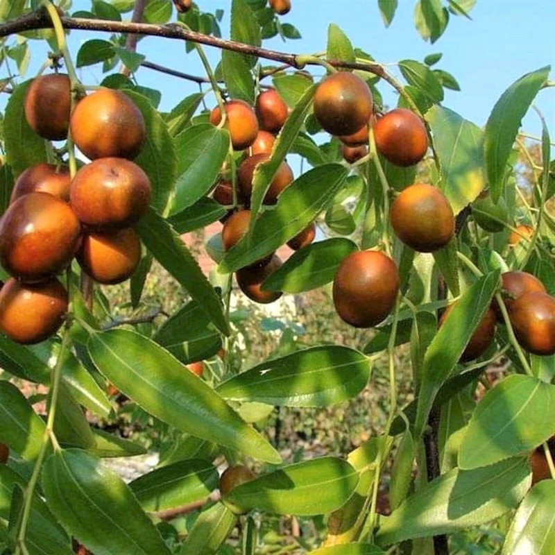 Asian Date Jujube Fruit Tree Seeds