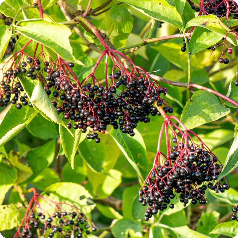 American Elderberry Fruit Seeds
