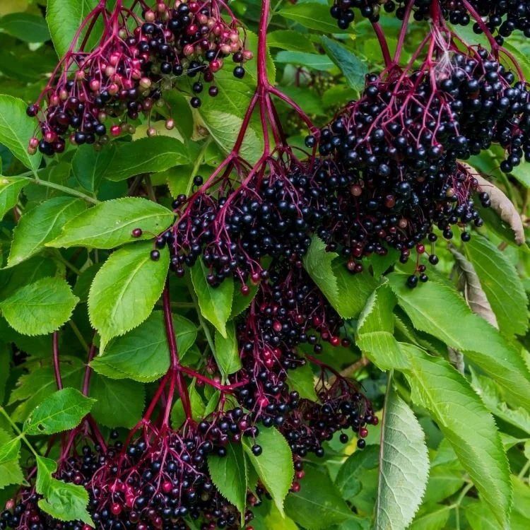 American Elderberry Fruit Seeds