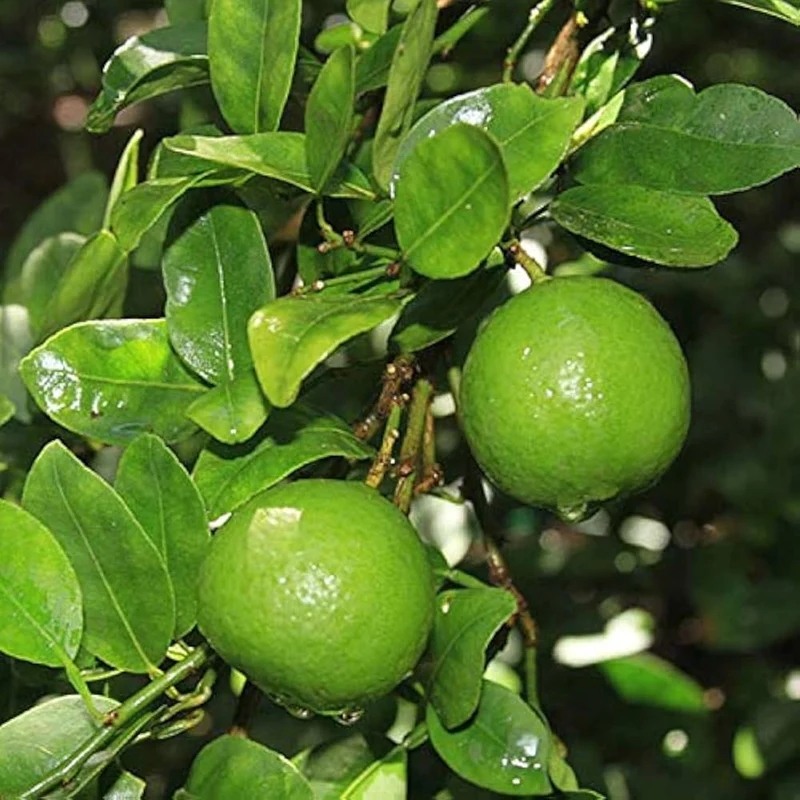 Key Lime Fruit Tree Seeds