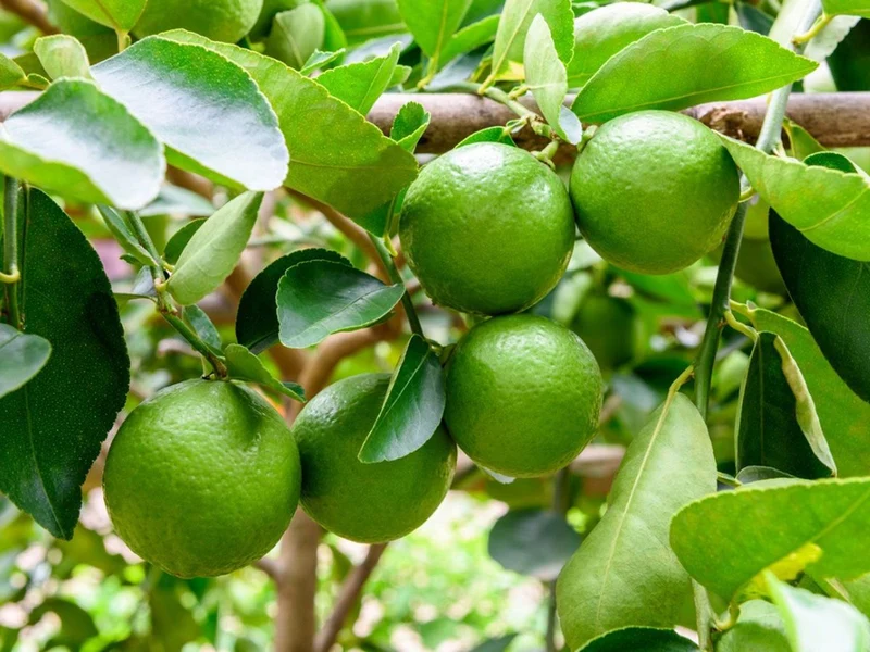 Key Lime Fruit Tree Seeds