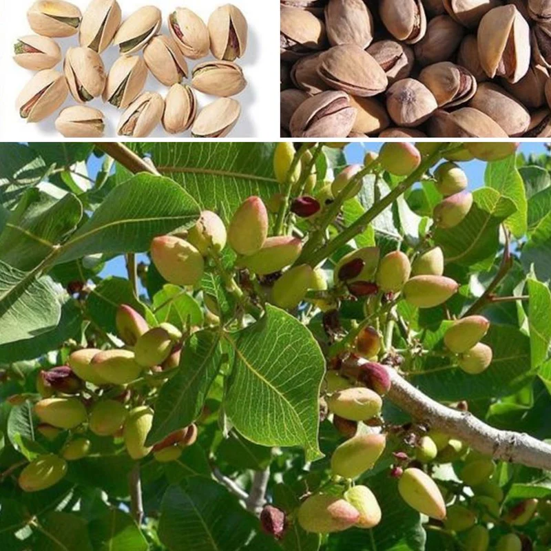 Pistachio Nut Tree Seeds