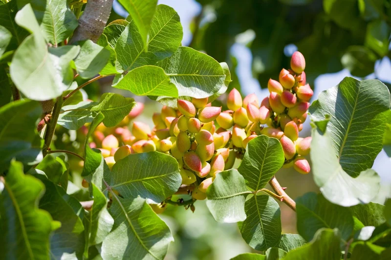 Pistachio Nut Tree Seeds