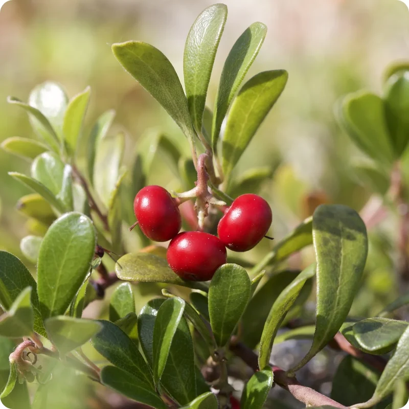 Bearberry Flower Seeds