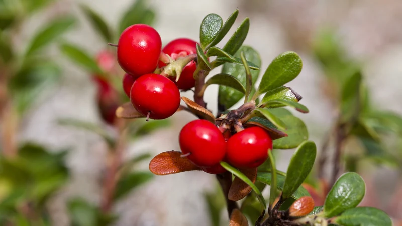 Bearberry Flower Seeds