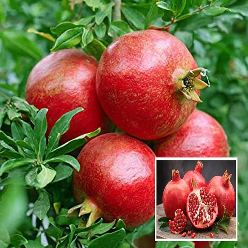Pomegranate Tree Seeds