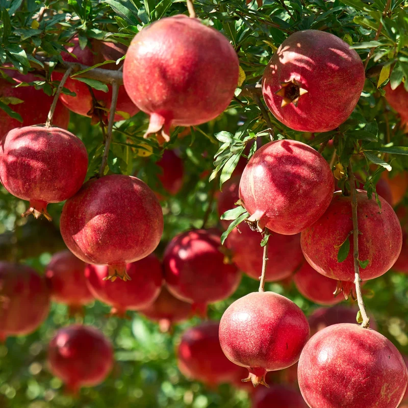 Pomegranate Tree Seeds