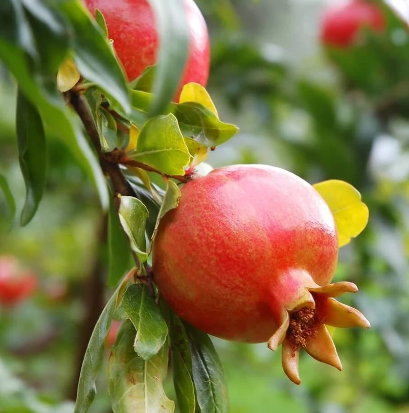 Pomegranate Tree Seeds