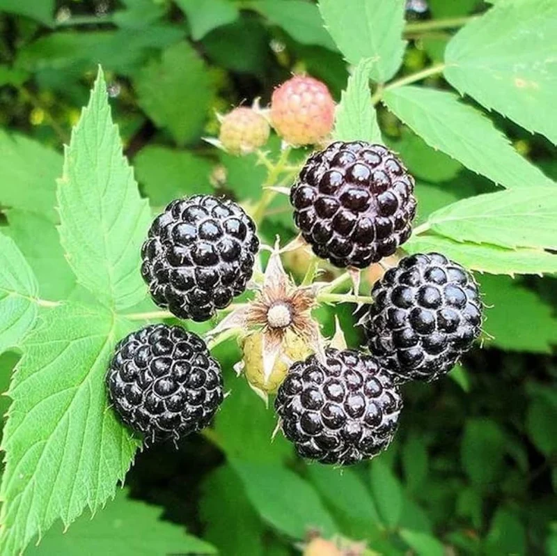 Black Raspberry Fruit Seeds