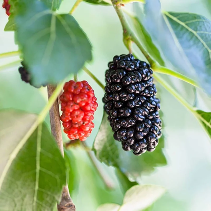 Red Mulberry Tree Seeds