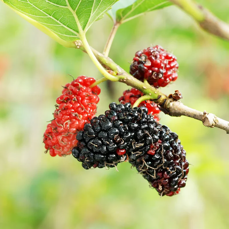 Red Mulberry Tree Seeds