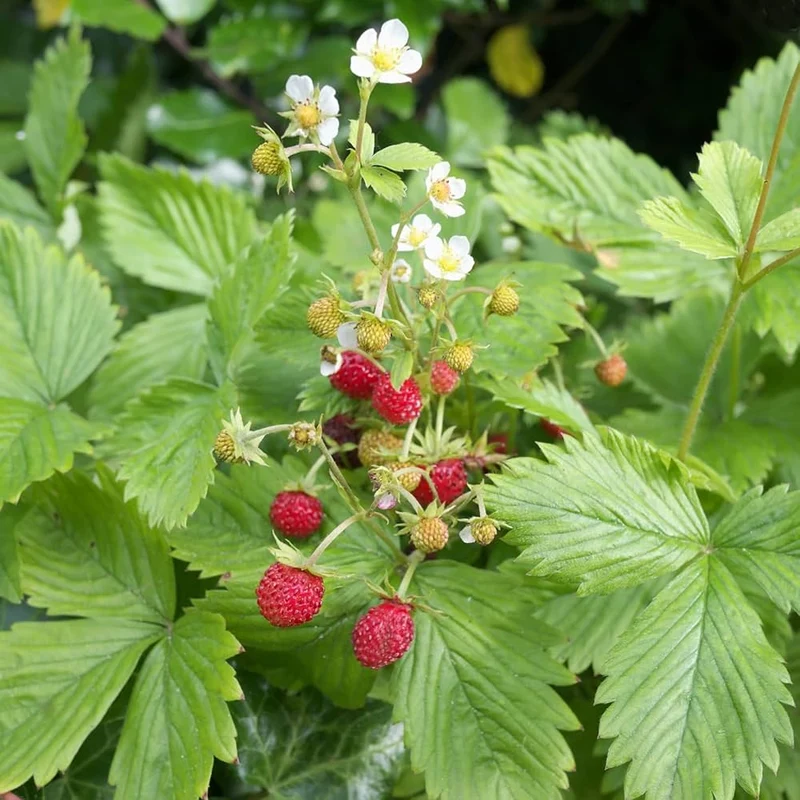 Alpine Strawberry Seeds