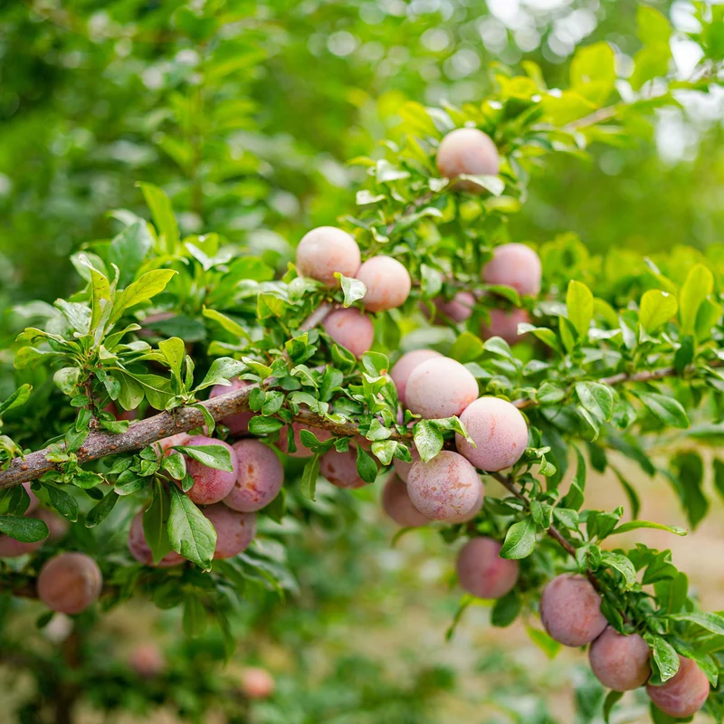 American Plum Tree Seeds