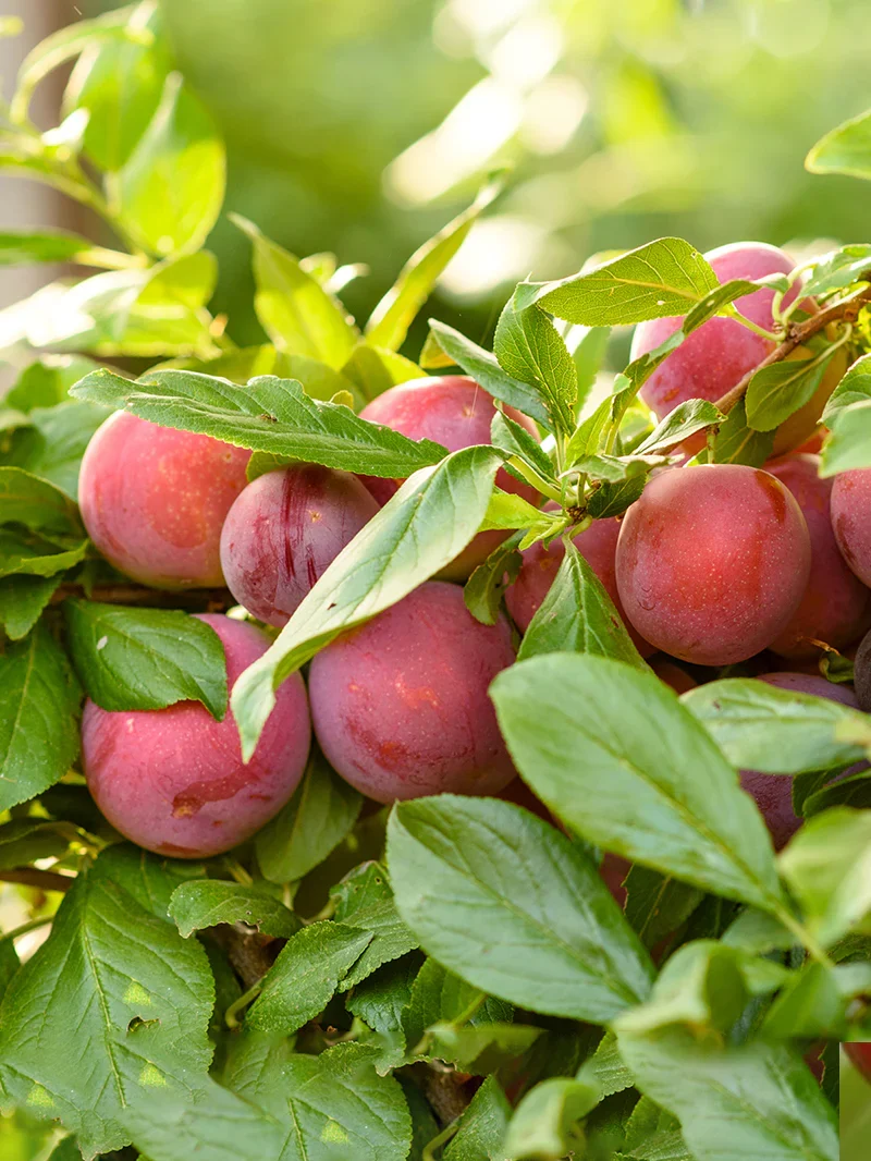 American Plum Tree Seeds
