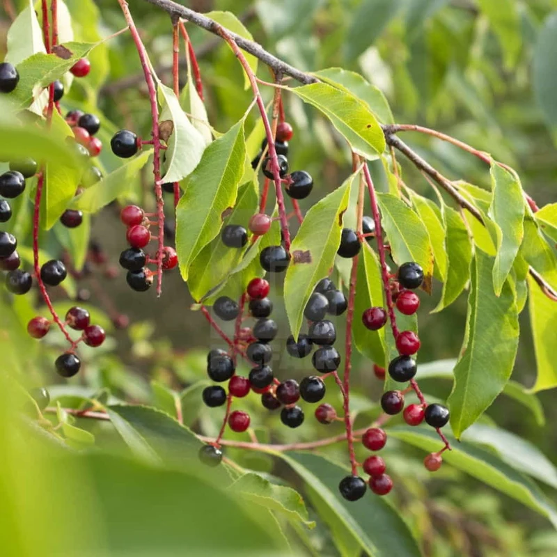 Black Cherry Fruit Tree Seeds