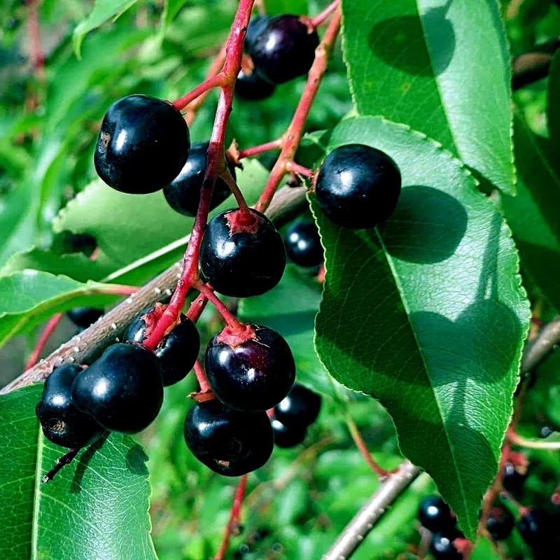 Black Cherry Fruit Tree Seeds