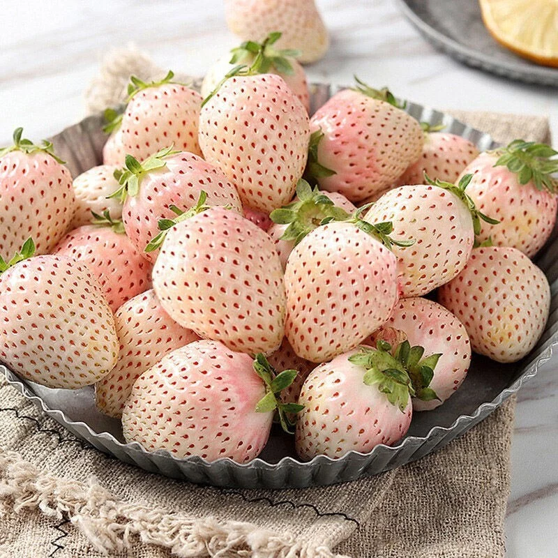 White Soul Strawberry Fruit Seeds