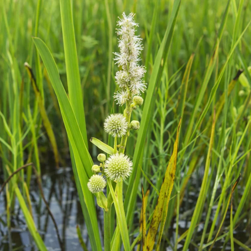 Rubanier d'Amérique ( Sparganium americanum )