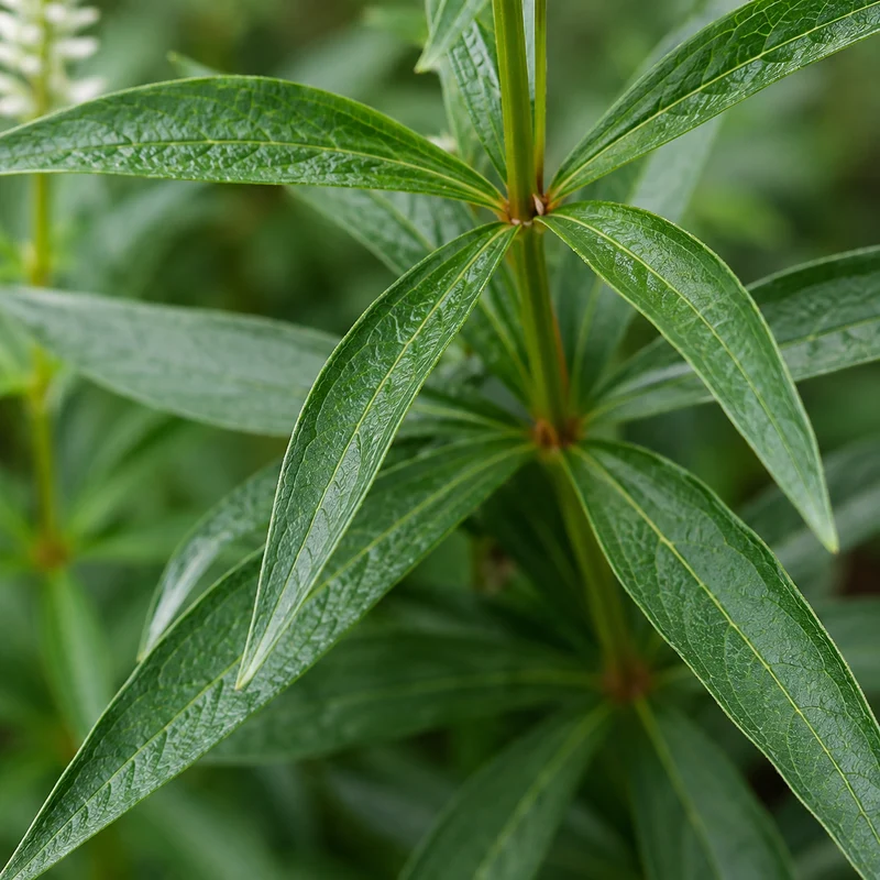 Véronique de Virginie ( Veronicastrum virginicum )