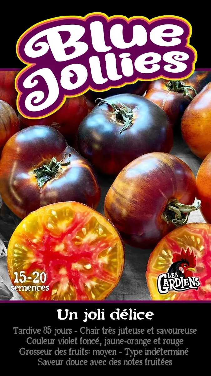 Tomate ‘Blue Jollies’ ( Solanum lycopersicum )