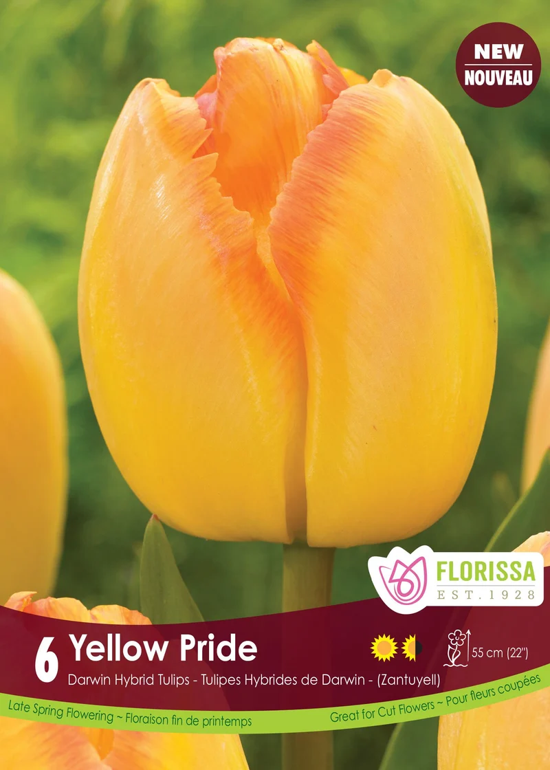 Tulipe Yellow Pride ( Tulipa )