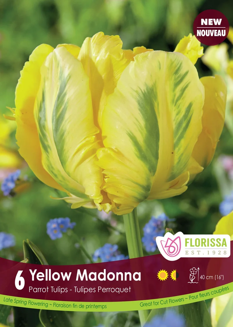 Tulipe Yellow Madonna ( Tulipa )