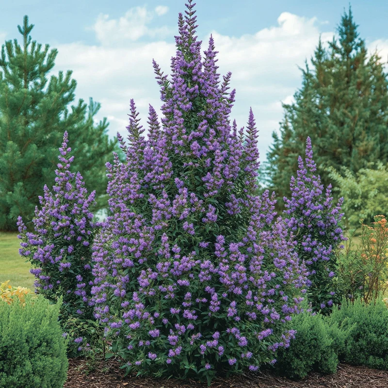 Hardy Evergreen Seeds – Large Purple Flowering Shrub for Borders & Landscapes