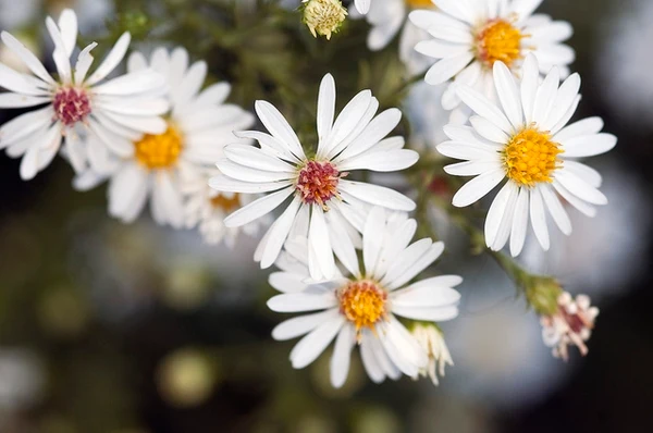 Yellow & White Aster Seeds – Bright Bi-Color Blooms, Non-GMO