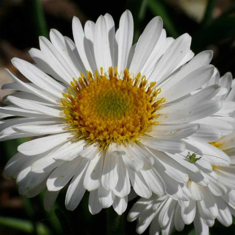 Yellow & White Aster Seeds – Bright Bi-Color Blooms, Non-GMO