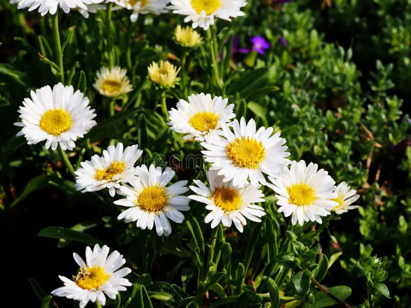 Yellow & White Aster Seeds – Bright Bi-Color Blooms, Non-GMO