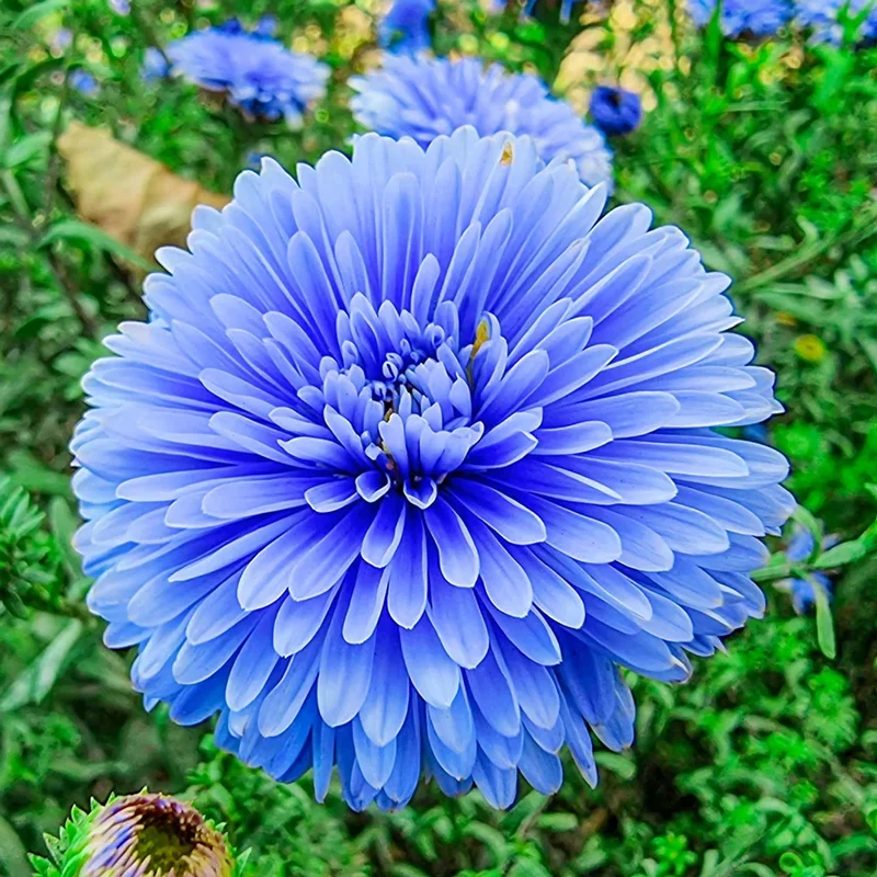 Blue & White Aster Seeds – Striking Bi-Color Blooms for Garden Planting