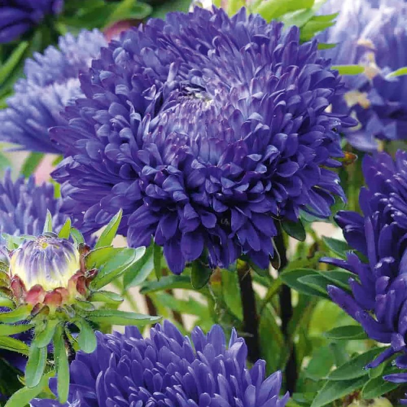 Blue & White Aster Seeds – Striking Bi-Color Blooms for Garden Planting