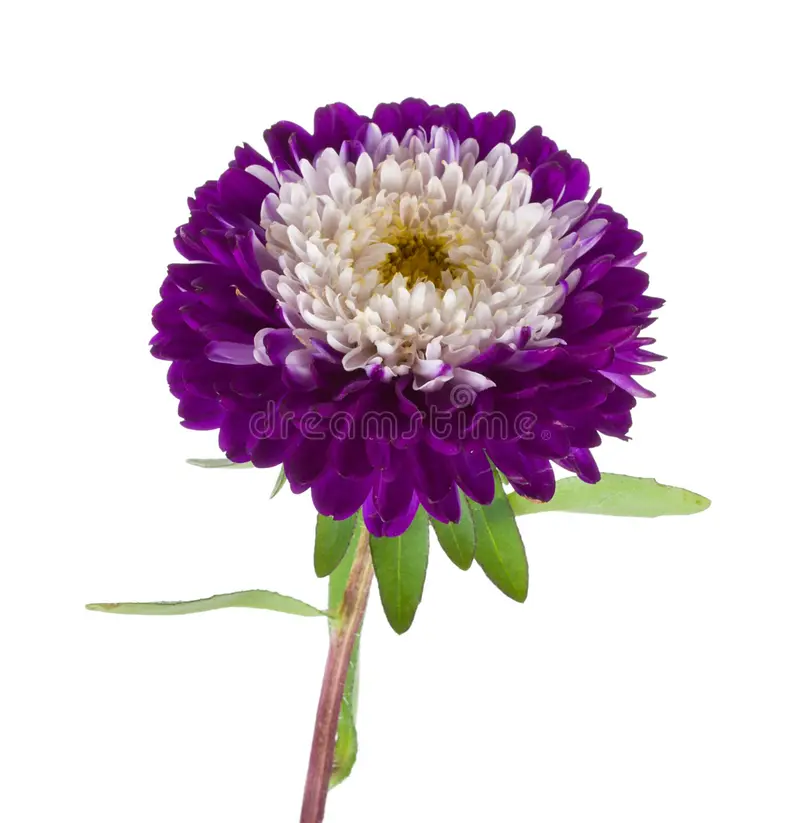 Purple & White Aster Flower Seeds, Beautiful Bi-Color Blooms, Non-GMO
