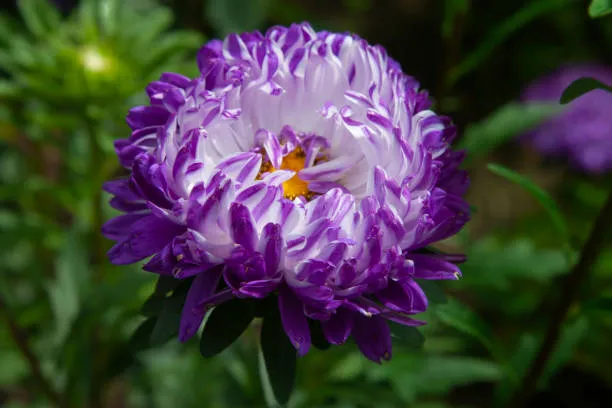 Purple & White Aster Flower Seeds, Beautiful Bi-Color Blooms, Non-GMO
