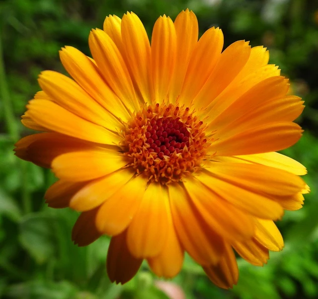 Orange Aster Flower Seeds , Rare Vibrant Blooms, Easy to Grow, Non-GMO