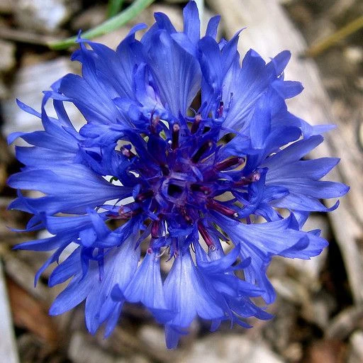 Blue Aster Flower Seeds , Stunning Sky-Blue Blooms, Easy to Grow, Non-GMO
